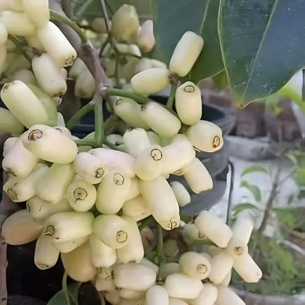 Thai_White_Jamun_Plant_|_Grafted_Rare_Exotic_Variety_|_Sweet_Large_Fruits_|_High_Yield_|_Healthy_Live_Plant_Guaranteed.