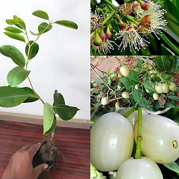 Thai_White_Jamun_Plant_|_Grafted_Rare_Exotic_Variety_|_Sweet_Large_Fruits_|_High_Yield_|_Healthy_Live_Plant_Guaranteed.