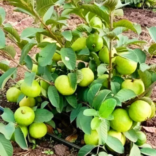 Allahabad_Guava_Plant_|_Grafted_High_Yield_Variety_|_Large_Sweet_Green_Fruits_|_Early_Fruiting_|_Healthy_Live_Plant_Guaranteed.