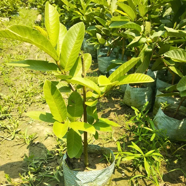 Allahabad_Guava_Plant_|_Grafted_High_Yield_Variety_|_Large_Sweet_Green_Fruits_|_Early_Fruiting_|_Healthy_Live_Plant_Guaranteed.