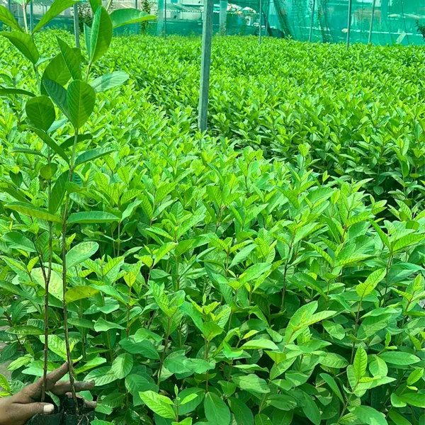 Allahabad_Guava_Plant_|_Grafted_High_Yield_Variety_|_Large_Sweet_Green_Fruits_|_Early_Fruiting_|_Healthy_Live_Plant_Guaranteed.