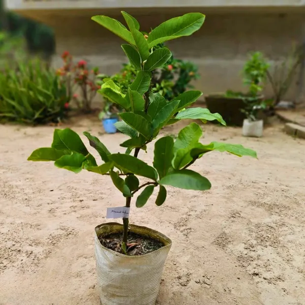 Allahabad_Guava_Plant_|_Grafted_High_Yield_Variety_|_Large_Sweet_Green_Fruits_|_Early_Fruiting_|_Healthy_Live_Plant_Guaranteed.
