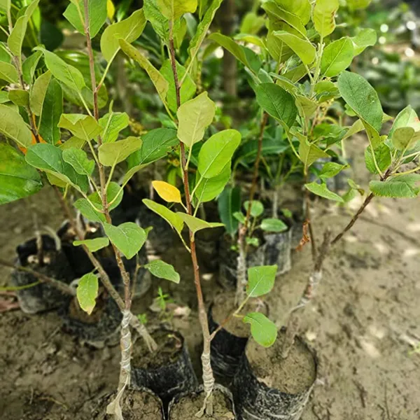 Hot_Climate_Apple_-_HRMN_99_Apple_Plant_|_Grafted