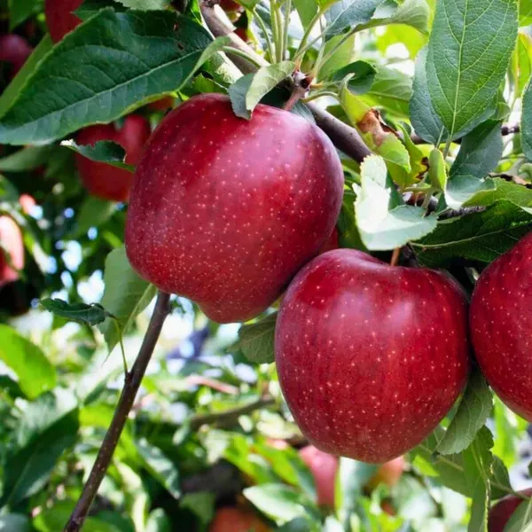Hot_Climate_Apple_-_HRMN_99_Apple_Plant_|_Grafted
