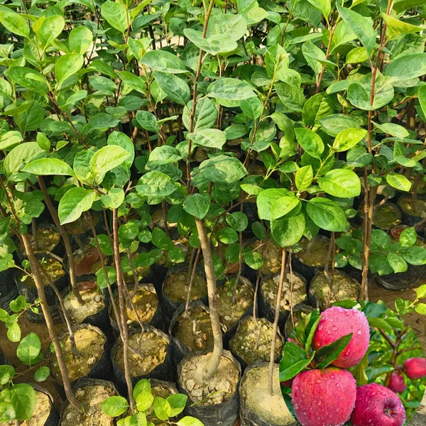 Hot_Climate_Apple_-_HRMN_99_Apple_Plant_|_Grafted