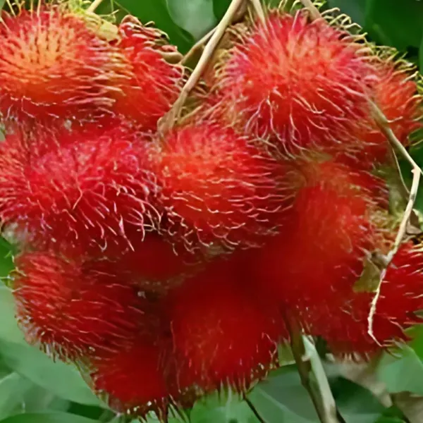 Rambutan_Plant_|_Grafted_Exotic_Tropical_Variety_|_Sweet_Juicy_Fruits_|_High_Yield_|_Healthy_Live_Plant_Guaranteed.