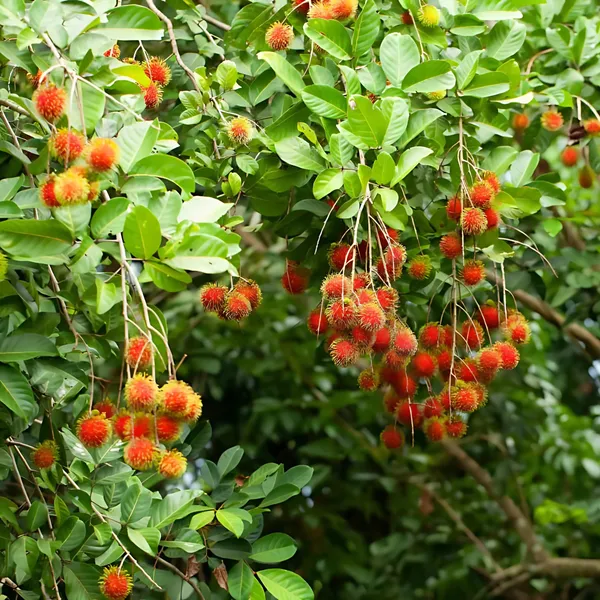 Rambutan_Plant_|_Grafted_Exotic_Tropical_Variety_|_Sweet_Juicy_Fruits_|_High_Yield_|_Healthy_Live_Plant_Guaranteed.