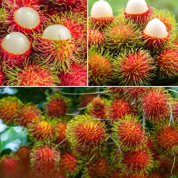 Rambutan_Plant_|_Grafted_Exotic_Tropical_Variety_|_Sweet_Juicy_Fruits_|_High_Yield_|_Healthy_Live_Plant_Guaranteed.