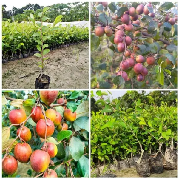 Kashmiri_Red_Apple_Ber_Plant_|_Grafted_Sweet_Variety_|_Large_Juicy_Fruits_|_High_Yield_|_Healthy_Live_Plant_Guaranteed
