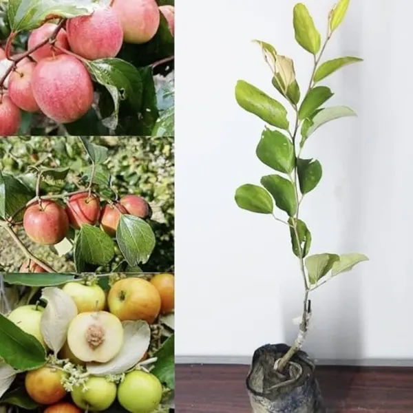 Kashmiri_Red_Apple_Ber_Plant_|_Grafted_Sweet_Variety_|_Large_Juicy_Fruits_|_High_Yield_|_Healthy_Live_Plant_Guaranteed
