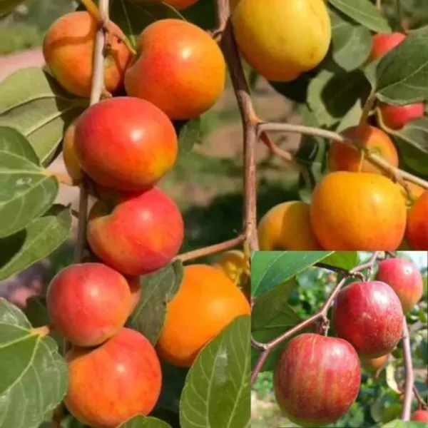 Kashmiri_Red_Apple_Ber_Plant_|_Grafted_Sweet_Variety_|_Large_Juicy_Fruits_|_High_Yield_|_Healthy_Live_Plant_Guaranteed