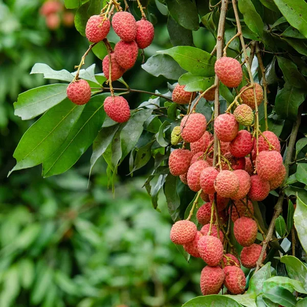 Muzaffarpur_Litchi_Plant_|_Air_Layered_Indian_Variety_|_Large_Sweet_Juicy_Fruits_|_High_Yield_|_Healthy_Live_Plant_Guaranteed