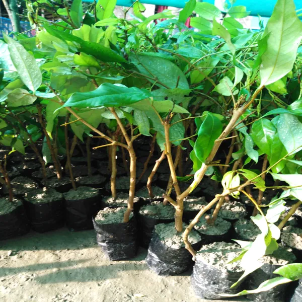 Muzaffarpur_Litchi_Plant_|_Air_Layered_Indian_Variety_|_Large_Sweet_Juicy_Fruits_|_High_Yield_|_Healthy_Live_Plant_Guaranteed