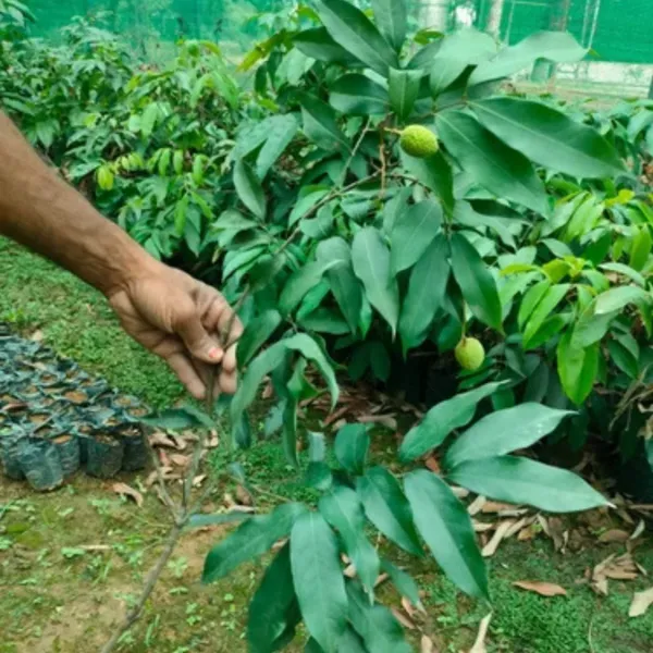 Muzaffarpur_Litchi_Plant_|_Air_Layered_Indian_Variety_|_Large_Sweet_Juicy_Fruits_|_High_Yield_|_Healthy_Live_Plant_Guaranteed