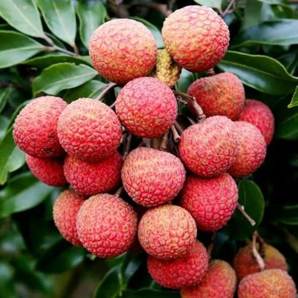 Muzaffarpur_Litchi_Plant_|_Air_Layered_Indian_Variety_|_Large_Sweet_Juicy_Fruits_|_High_Yield_|_Healthy_Live_Plant_Guaranteed