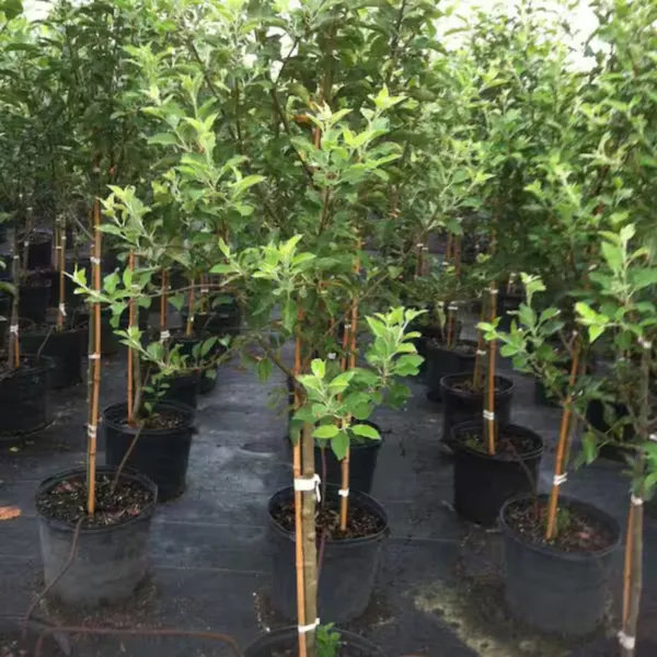 Anna_Apple_Plant_|_Grafted_High_Yield_Sweet_Variety_|_Early_Fruiting_|_Suitable_for_Indian_Climate_|_Healthy_Live_Plant_Guaranteed.