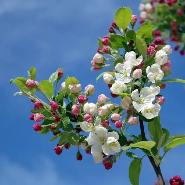 Anna_Apple_Plant_|_Grafted_High_Yield_Sweet_Variety_|_Early_Fruiting_|_Suitable_for_Indian_Climate_|_Healthy_Live_Plant_Guaranteed.
