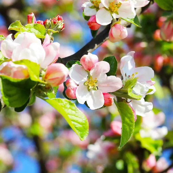 Anna_Apple_Plant_|_Grafted_High_Yield_Sweet_Variety_|_Early_Fruiting_|_Suitable_for_Indian_Climate_|_Healthy_Live_Plant_Guaranteed.
