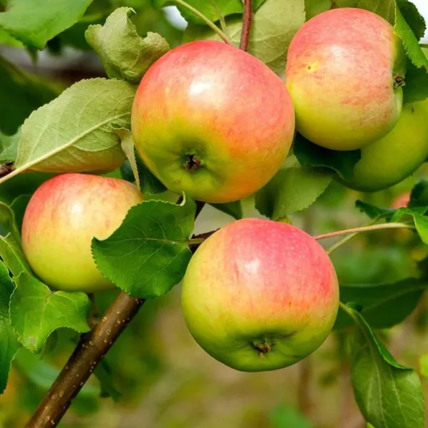 Anna_Apple_Plant_|_Grafted_High_Yield_Sweet_Variety_|_Early_Fruiting_|_Suitable_for_Indian_Climate_|_Healthy_Live_Plant_Guaranteed.