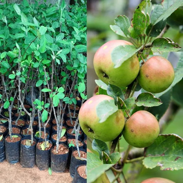 Baganwala Grafted Anna Apple Plant High Yield Sweet Variety | Early  Fruiting | Suitable for Indian Climate | Healthy Live Plant Guaranteed.  Price in India - Buy Baganwala Grafted Anna Apple Plant