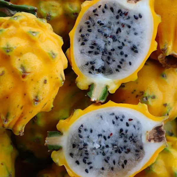 Thai_Yellow_Dragon_Fruit_Plant_|_Grafted_Rare_Exotic_Variety_|_Super_Sweet_Golden_Fruits_|_High_Yield_|_Healthy_Live_Plant_Guaranteed