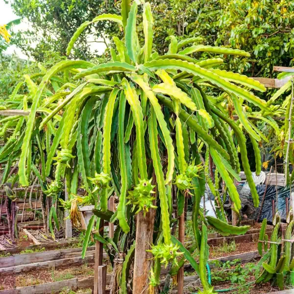 Thai_Yellow_Dragon_Fruit_Plant_|_Grafted_Rare_Exotic_Variety_|_Super_Sweet_Golden_Fruits_|_High_Yield_|_Healthy_Live_Plant_Guaranteed