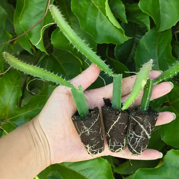 Thai_Yellow_Dragon_Fruit_Plant_|_Grafted_Rare_Exotic_Variety_|_Super_Sweet_Golden_Fruits_|_High_Yield_|_Healthy_Live_Plant_Guaranteed