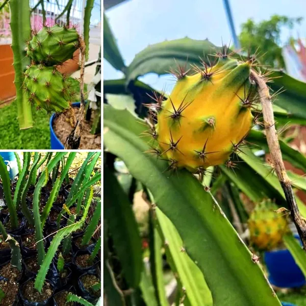 Thai_Yellow_Dragon_Fruit_Plant_|_Grafted_Rare_Exotic_Variety_|_Super_Sweet_Golden_Fruits_|_High_Yield_|_Healthy_Live_Plant_Guaranteed