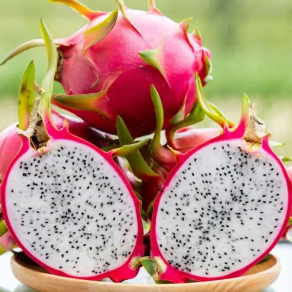 Pack_of_4_|_Grafted_Dragon_Fruit_Plant_High_Yield_Variety_|_Sweet_Exotic_Fruits_|_Fast_Growing_|_Healthy_Live_Plant_Guaranteed