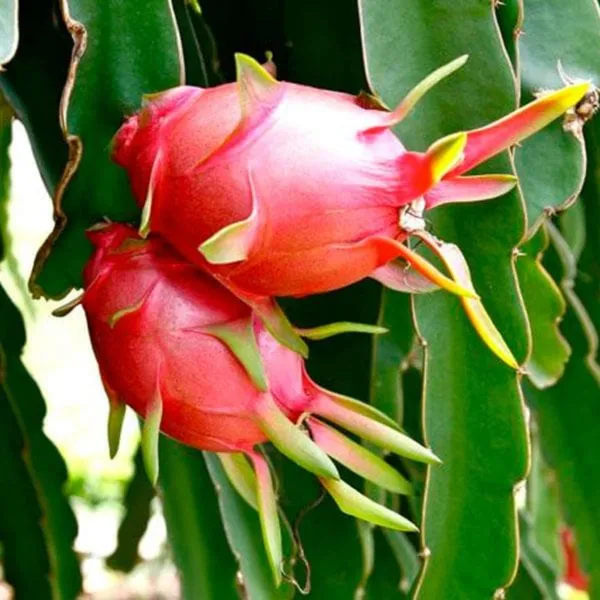 Pack_of_4_|_Grafted_Dragon_Fruit_Plant_High_Yield_Variety_|_Sweet_Exotic_Fruits_|_Fast_Growing_|_Healthy_Live_Plant_Guaranteed