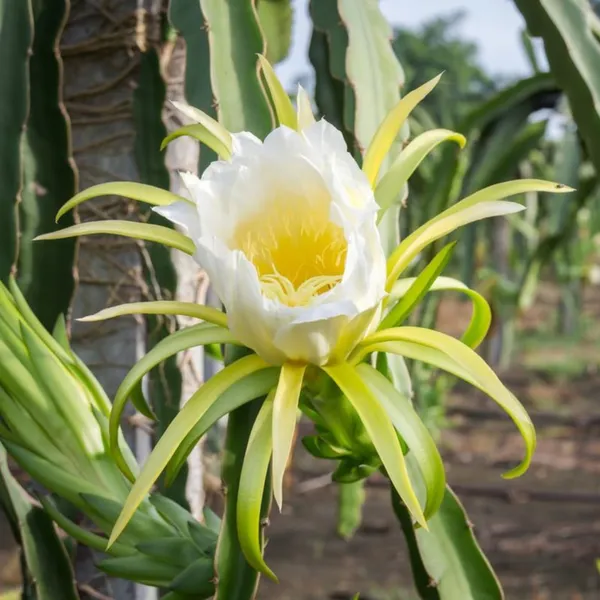 Pack_of_4_|_Grafted_Dragon_Fruit_Plant_High_Yield_Variety_|_Sweet_Exotic_Fruits_|_Fast_Growing_|_Healthy_Live_Plant_Guaranteed