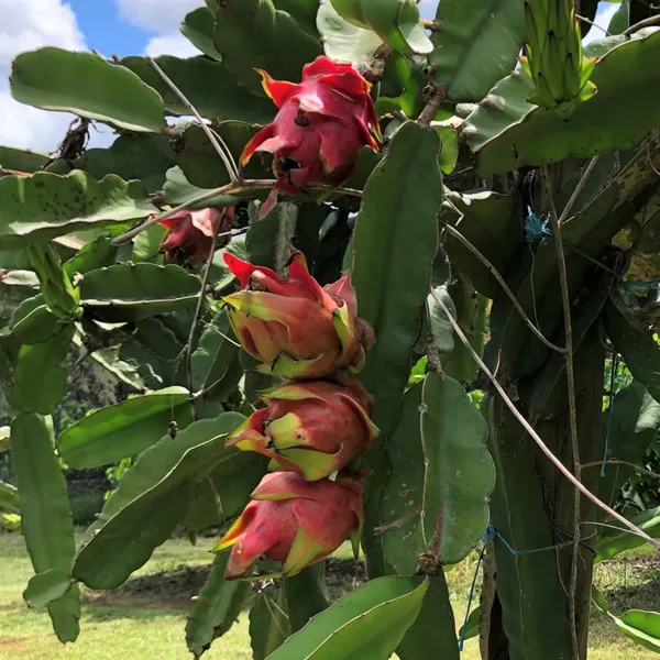 Pack_of_4_|_Grafted_Dragon_Fruit_Plant_High_Yield_Variety_|_Sweet_Exotic_Fruits_|_Fast_Growing_|_Healthy_Live_Plant_Guaranteed