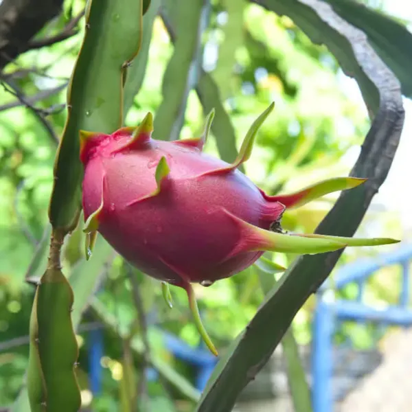 Pack_of_4_|_Grafted_Dragon_Fruit_Plant_High_Yield_Variety_|_Sweet_Exotic_Fruits_|_Fast_Growing_|_Healthy_Live_Plant_Guaranteed