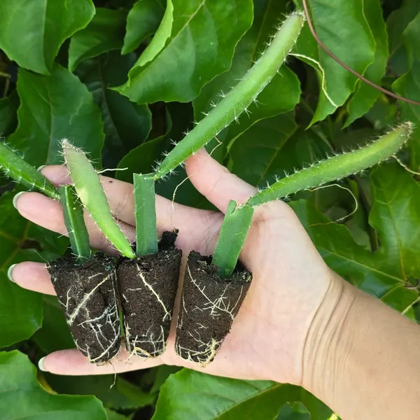 Pack_of_4_|_Grafted_Dragon_Fruit_Plant_High_Yield_Variety_|_Sweet_Exotic_Fruits_|_Fast_Growing_|_Healthy_Live_Plant_Guaranteed