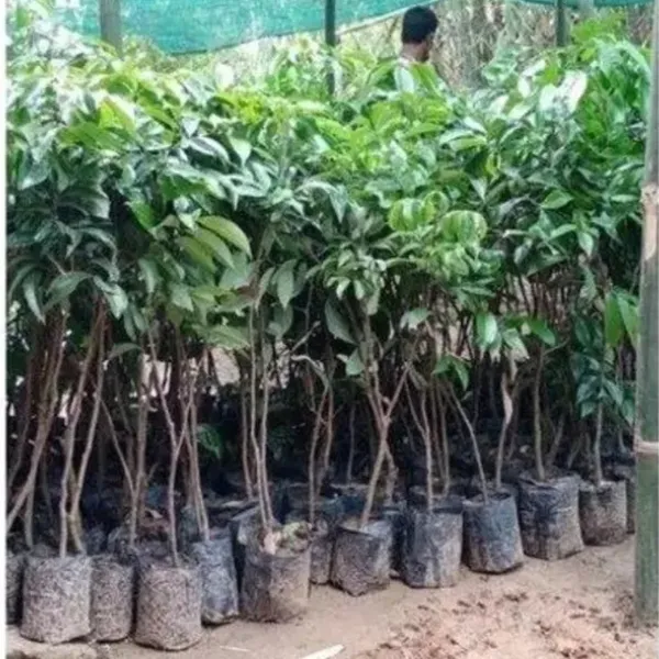 China_3_Litchi_Plant_|_Air_Layered_High_Yield_Variety_|_Large_Sweet_Juicy_Fruits_|_Early_Fruiting_|_Healthy_Live_Plant_Guaranteed