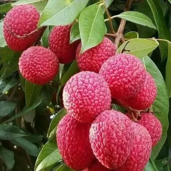China_3_Litchi_Plant_|_Air_Layered_High_Yield_Variety_|_Large_Sweet_Juicy_Fruits_|_Early_Fruiting_|_Healthy_Live_Plant_Guaranteed