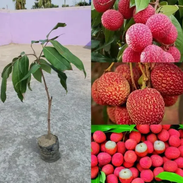 China_3_Litchi_Plant_|_Air_Layered_High_Yield_Variety_|_Large_Sweet_Juicy_Fruits_|_Early_Fruiting_|_Healthy_Live_Plant_Guaranteed