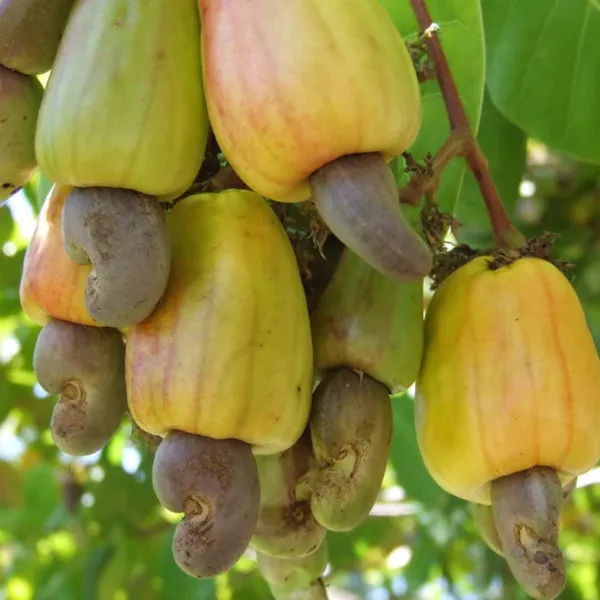 Cashew_Nut_Plant_|_Grafted_High_Yield_Variety_|_Suitable_for_Indian_Climate_|_Early_Fruiting_|_Healthy_Live_Plant_Guaranteed.