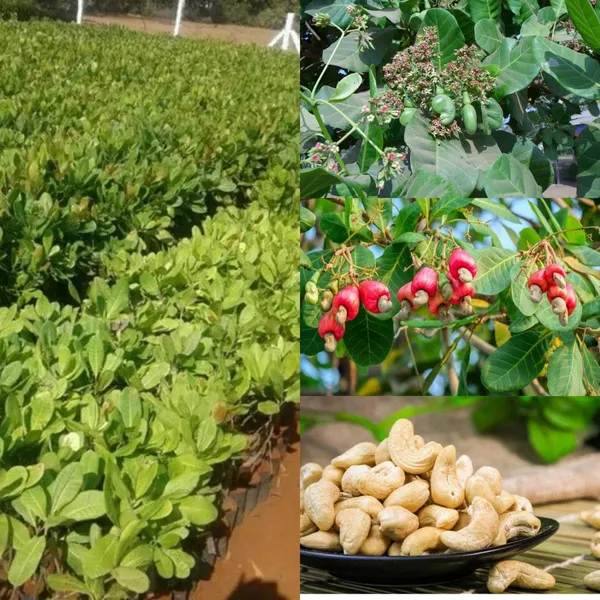 Cashew_Nut_Plant_|_Grafted_High_Yield_Variety_|_Suitable_for_Indian_Climate_|_Early_Fruiting_|_Healthy_Live_Plant_Guaranteed.