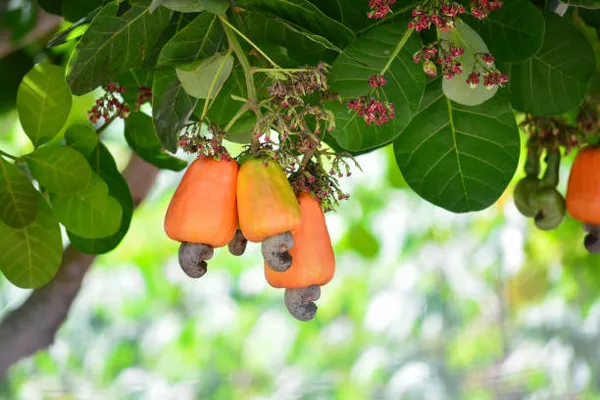 Cashew_Nut_Plant_|_Grafted_High_Yield_Variety_|_Suitable_for_Indian_Climate_|_Early_Fruiting_|_Healthy_Live_Plant_Guaranteed.