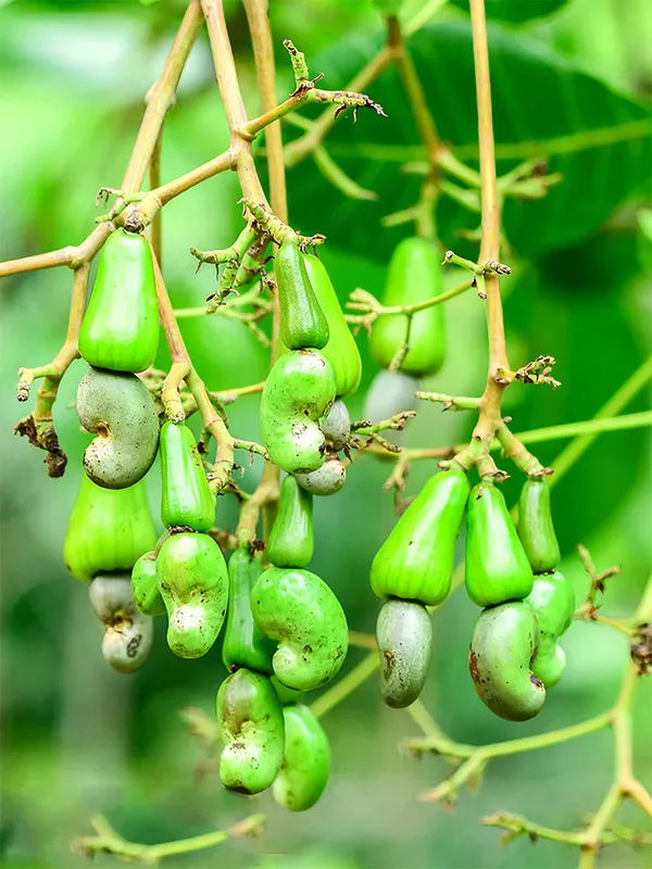 Cashew_Nut_Plant_|_Grafted_High_Yield_Variety_|_Suitable_for_Indian_Climate_|_Early_Fruiting_|_Healthy_Live_Plant_Guaranteed.