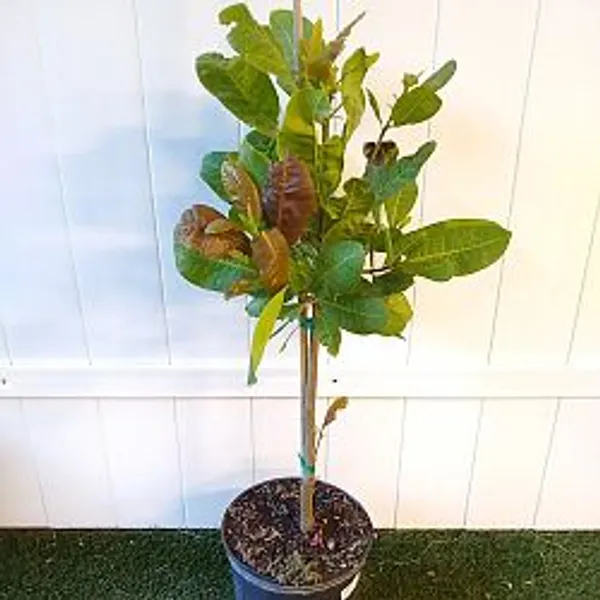 Cashew_Nut_Plant_|_Grafted_High_Yield_Variety_|_Suitable_for_Indian_Climate_|_Early_Fruiting_|_Healthy_Live_Plant_Guaranteed.