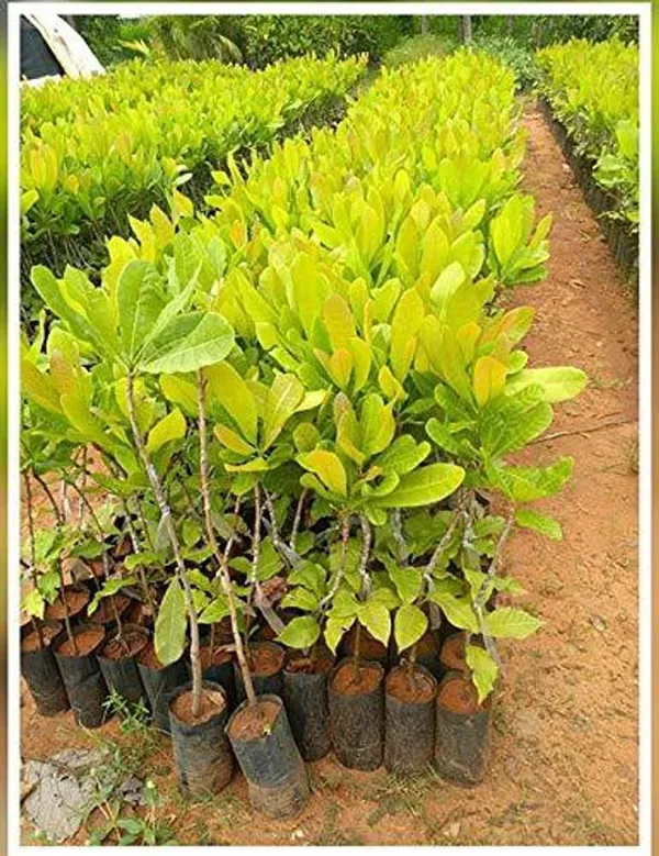 Cashew_Nut_Plant_|_Grafted_High_Yield_Variety_|_Suitable_for_Indian_Climate_|_Early_Fruiting_|_Healthy_Live_Plant_Guaranteed.