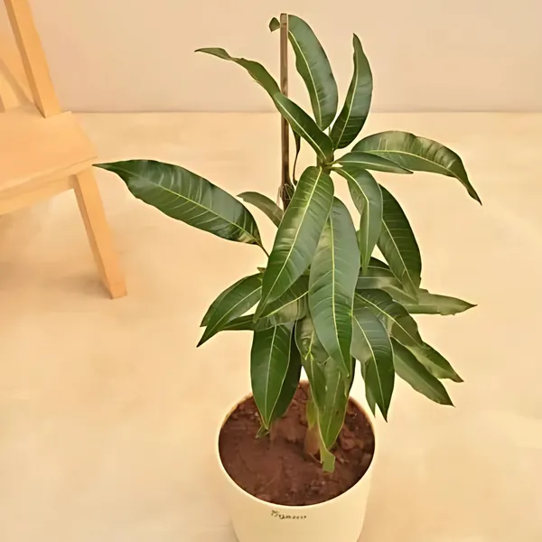 All-Time_Mango_Year-Round_Fruiting_Hybrid_Variety_|_Grafted_Sweet_Juicy_Mangoes_|_High_Yield_|_Healthy_Live_Plant_Guaranteed