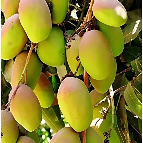 All-Time_Mango_Year-Round_Fruiting_Hybrid_Variety_|_Grafted_Sweet_Juicy_Mangoes_|_High_Yield_|_Healthy_Live_Plant_Guaranteed