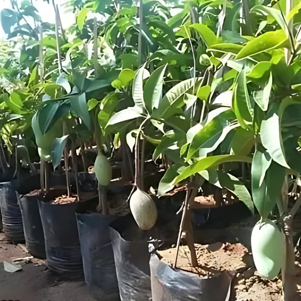 All-Time_Mango_Year-Round_Fruiting_Hybrid_Variety_|_Grafted_Sweet_Juicy_Mangoes_|_High_Yield_|_Healthy_Live_Plant_Guaranteed