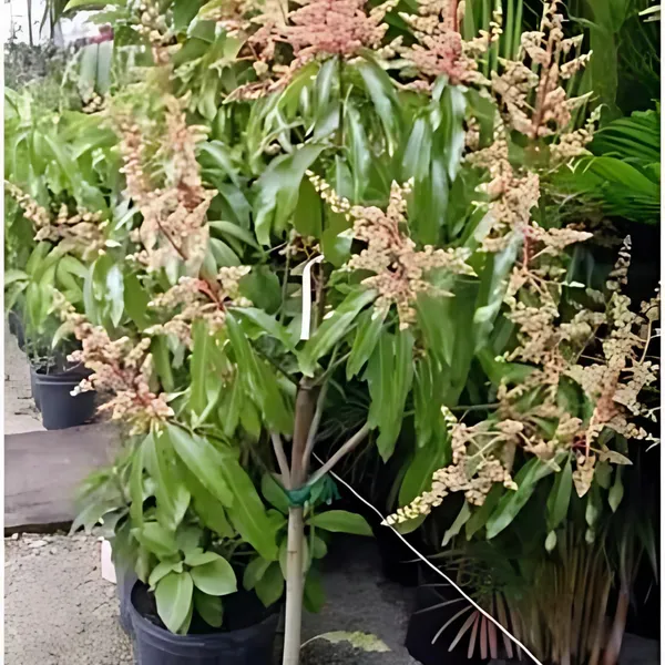 All-Time_Mango_Year-Round_Fruiting_Hybrid_Variety_|_Grafted_Sweet_Juicy_Mangoes_|_High_Yield_|_Healthy_Live_Plant_Guaranteed