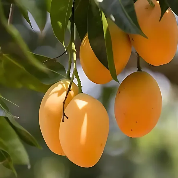 All-Time_Mango_Year-Round_Fruiting_Hybrid_Variety_|_Grafted_Sweet_Juicy_Mangoes_|_High_Yield_|_Healthy_Live_Plant_Guaranteed