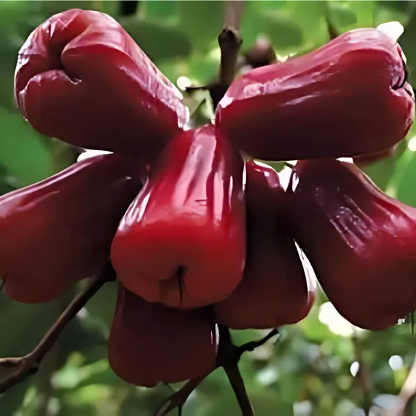 Bali_Chamba_Water_Apple_Plant_|_Air_Layered_Exotic_High_Yield_Variety_|_Sweet_Juicy_Fruits_|_Fast_Growing_|_Healthy_Live_Plant_Guaranteed