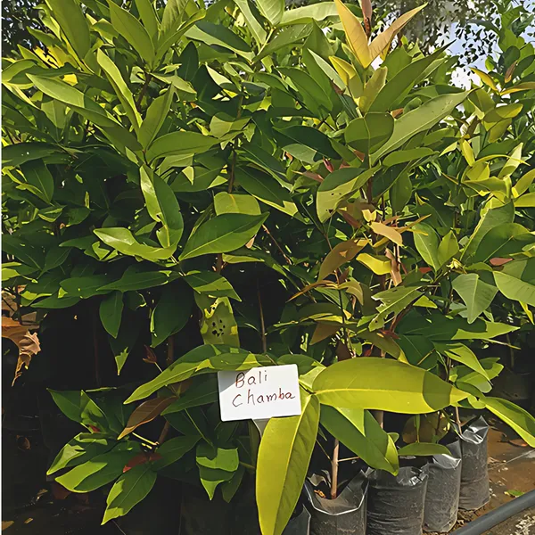 Bali_Chamba_Water_Apple_Plant_|_Air_Layered_Exotic_High_Yield_Variety_|_Sweet_Juicy_Fruits_|_Fast_Growing_|_Healthy_Live_Plant_Guaranteed